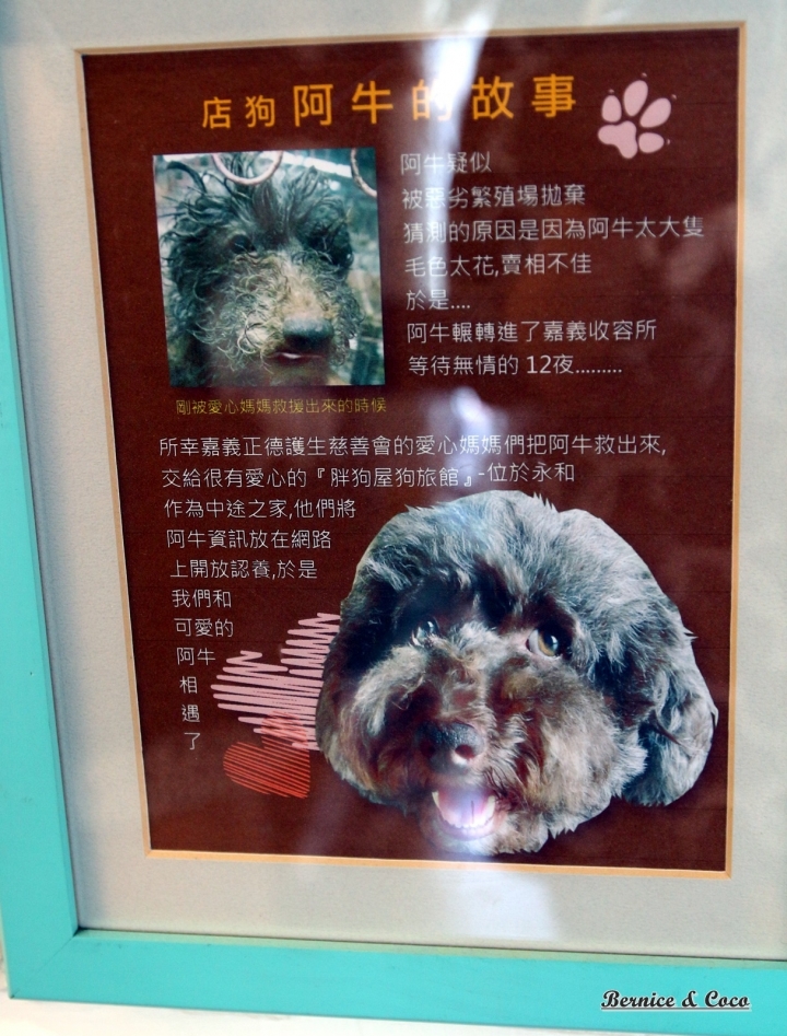 Piglet friendly cafe 彼克蕾一家以豬為主題的天然無添加任何化合物餐廳/台北寵物友善餐廳(捷運公館站)