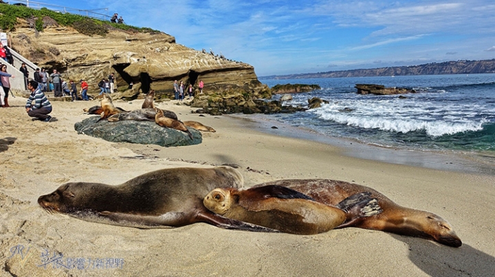 加州聖地牙哥拉荷亞海灘