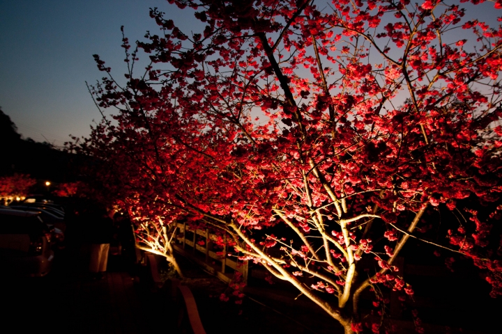 【景點。遊記】台中 后里 泰安派出所 泰安派出所的黃昏與夜晚，偶而還有櫻花