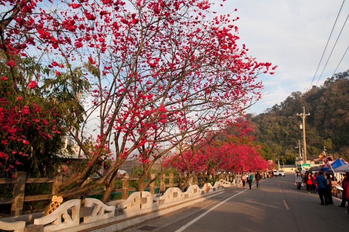 【景點。遊記】台中 后里 泰安派出所 泰安派出所的黃昏與夜晚，偶而還有櫻花