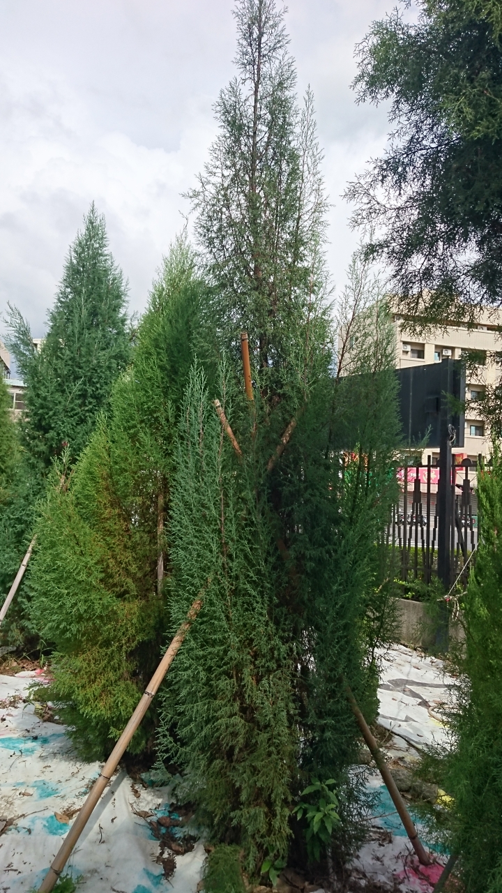 請問這是什麼樹種？