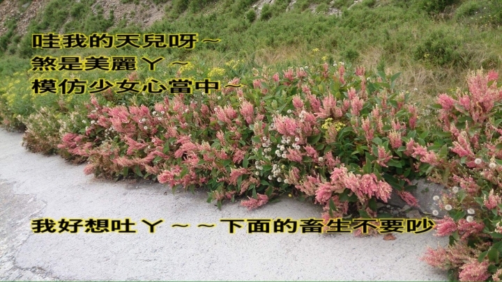 第五年~NS武嶺意興闌珊之~~無力