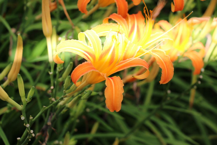 請問我的相機(70D)是哪出問題了，照片幾乎每張上方3/4處有嚴重光影