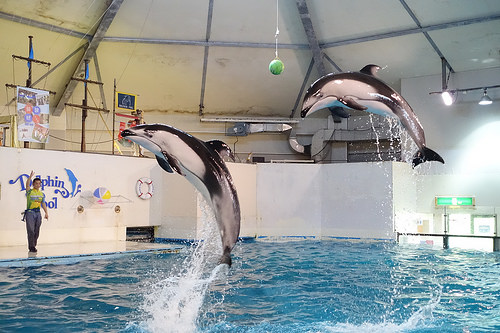 【2016北海道親子行】登別尼克斯海洋公園。企鵝遊行好可愛