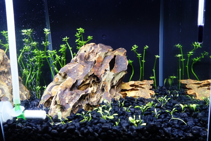 請問一下 新設的迷你水草缸生物數量？
