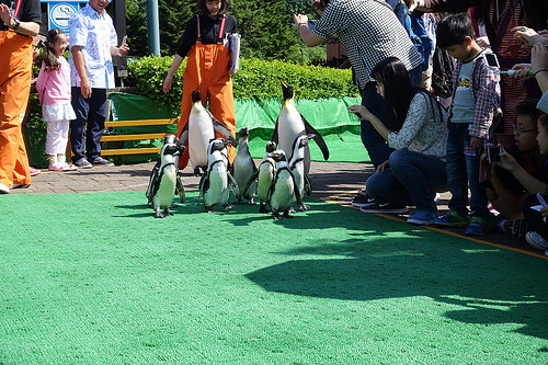 【2016北海道親子行】登別尼克斯海洋公園。企鵝遊行好可愛