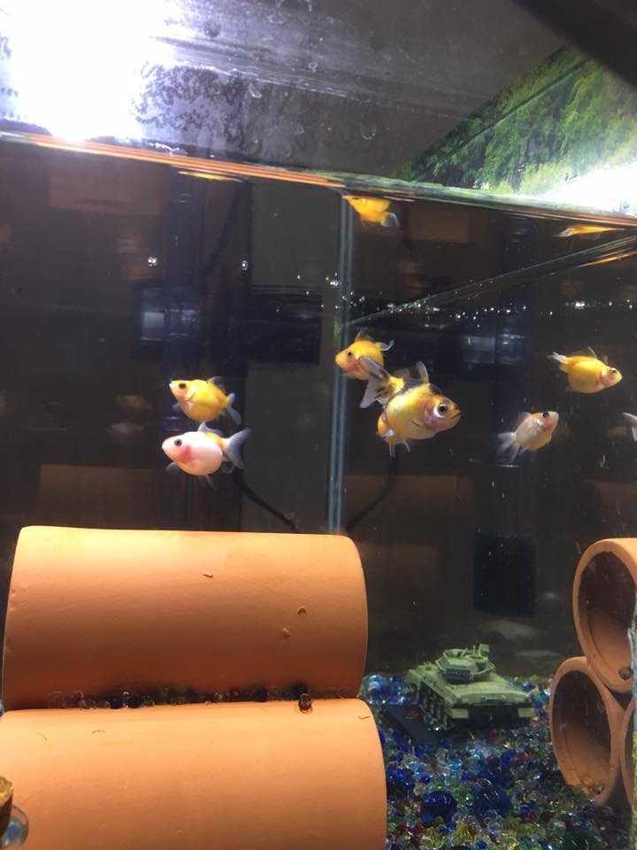 新設魚缸  6尾小珠鱗
