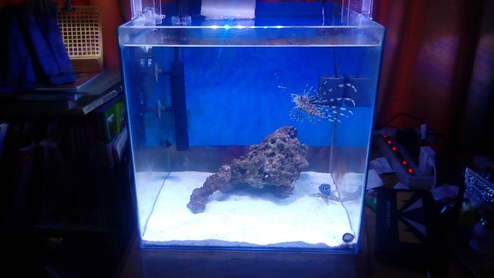 獅子魚簡單飼養  內含馴餌方法