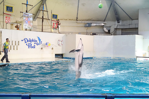 【2016北海道親子行】登別尼克斯海洋公園。企鵝遊行好可愛