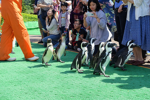 【2016北海道親子行】登別尼克斯海洋公園。企鵝遊行好可愛