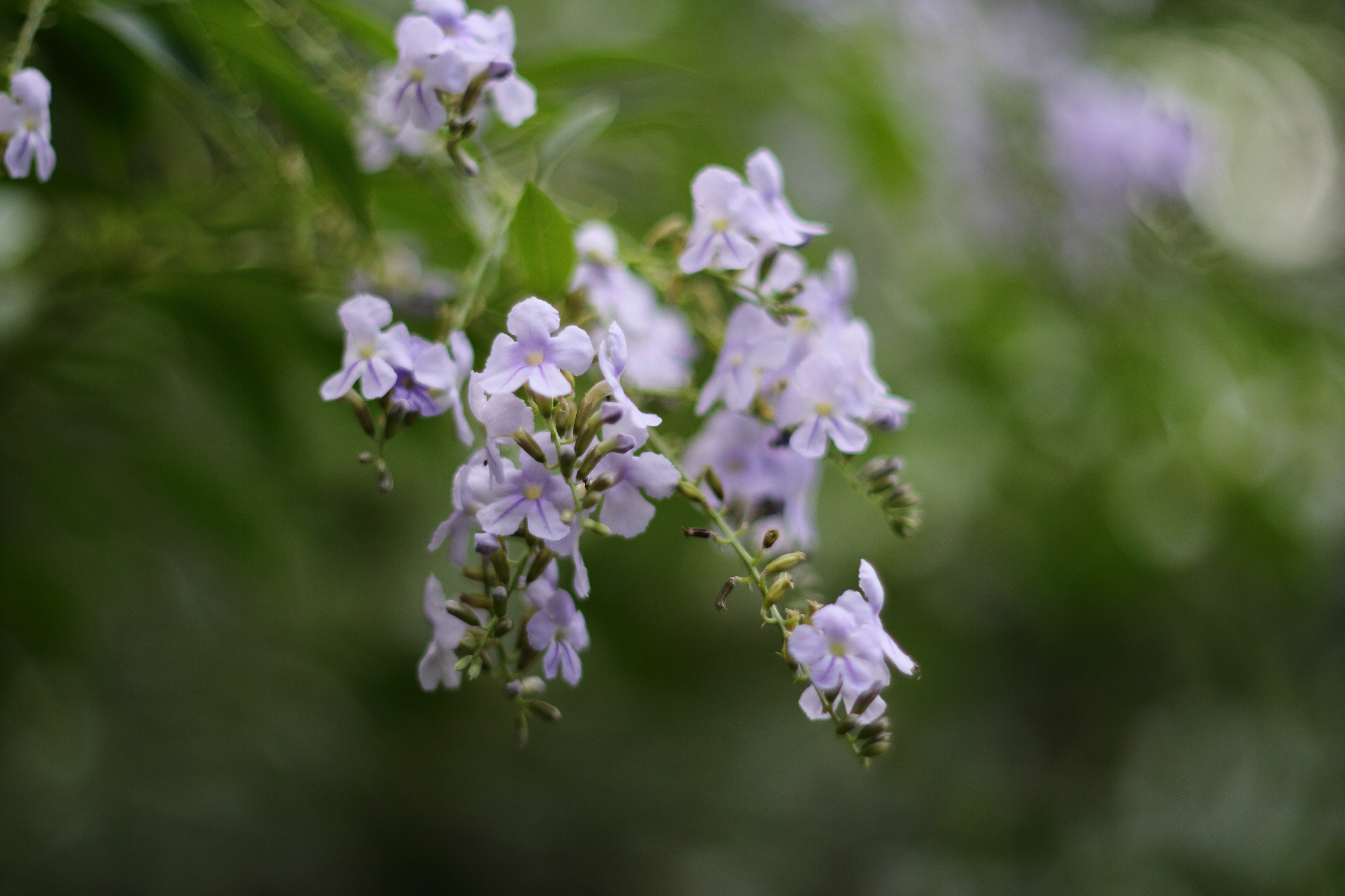conon eos-m轉接200mm f3.5老鏡