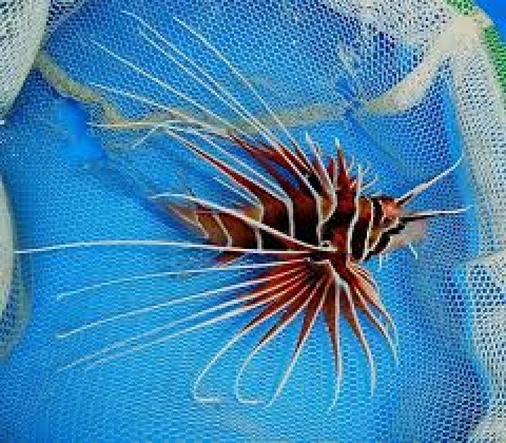 獅子魚簡單飼養  內含馴餌方法