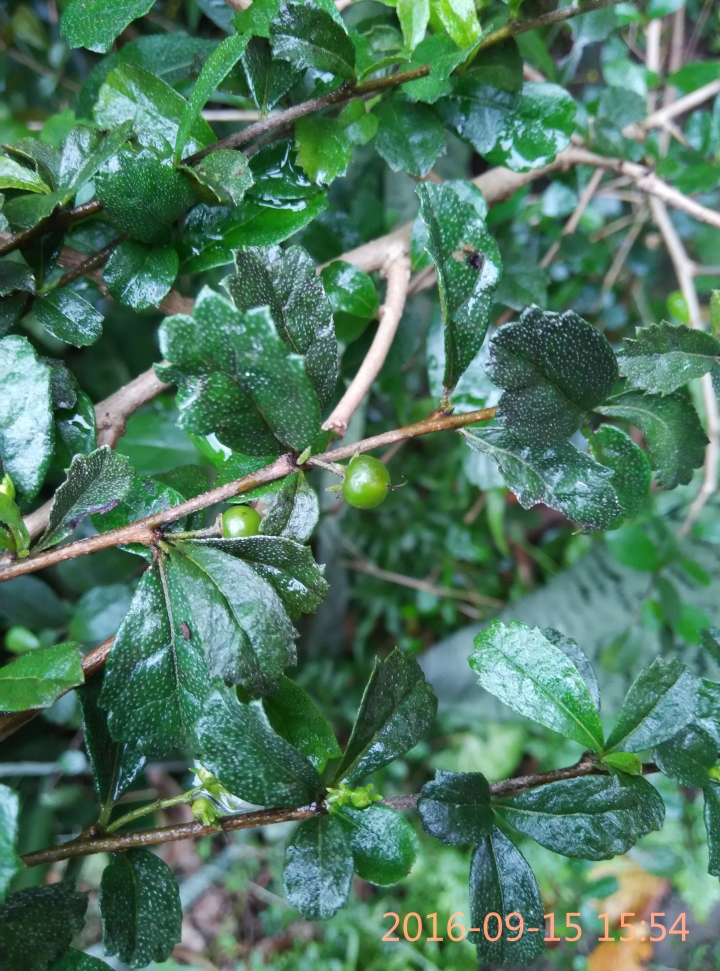 請問這植物名為何?