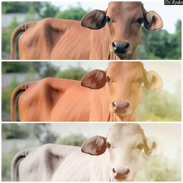 (第71批圖) LG G4 &G5&V10 日夜拍研究團 精選作品2016.9.9