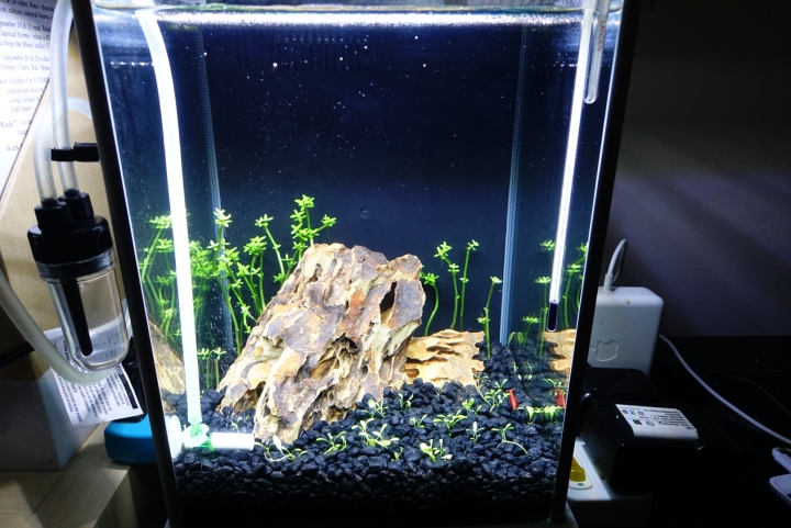 請問一下 新設的迷你水草缸生物數量？