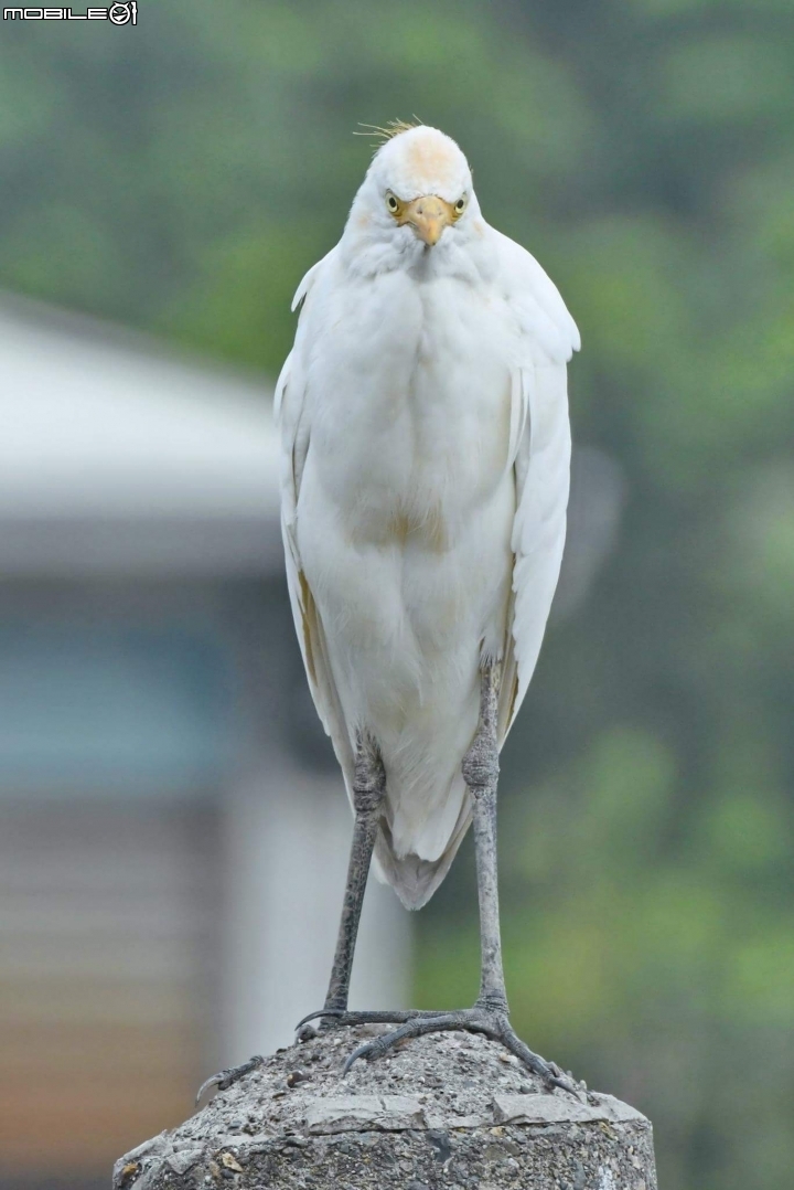 Sigma 800mm f5.6 ex apo dg hsm蓋大樓