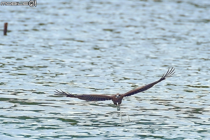 Sigma 800mm f5.6 ex apo dg hsm蓋大樓