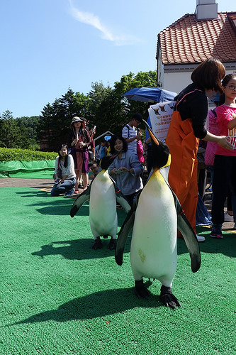 【2016北海道親子行】登別尼克斯海洋公園。企鵝遊行好可愛