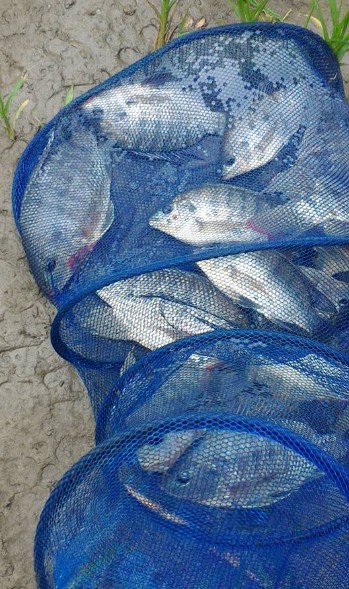 溪流福壽