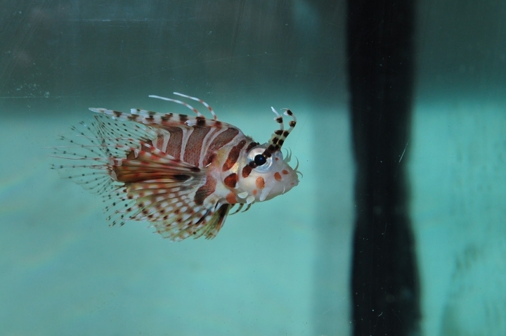 獅子魚簡單飼養  內含馴餌方法