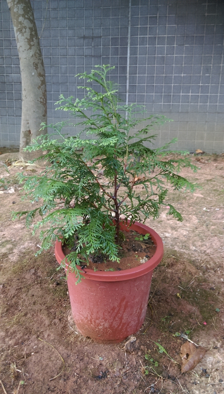 分享我種了四年的紅檜