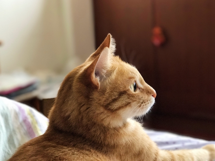 iPhone 7 Plus 人像景深試拍 —貓咪 Part ll