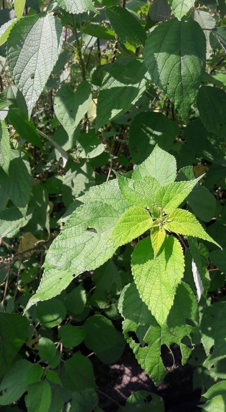 請問此植物學名?