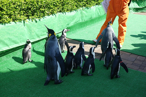 【2016北海道親子行】登別尼克斯海洋公園。企鵝遊行好可愛
