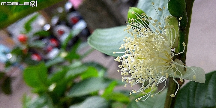 紅米note3的照相體驗