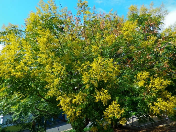 台灣欒樹步道 北港水道頭園區旁