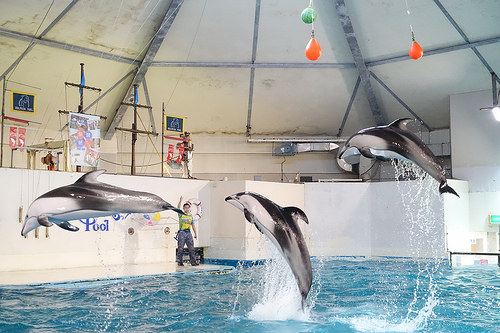 【2016北海道親子行】登別尼克斯海洋公園。企鵝遊行好可愛