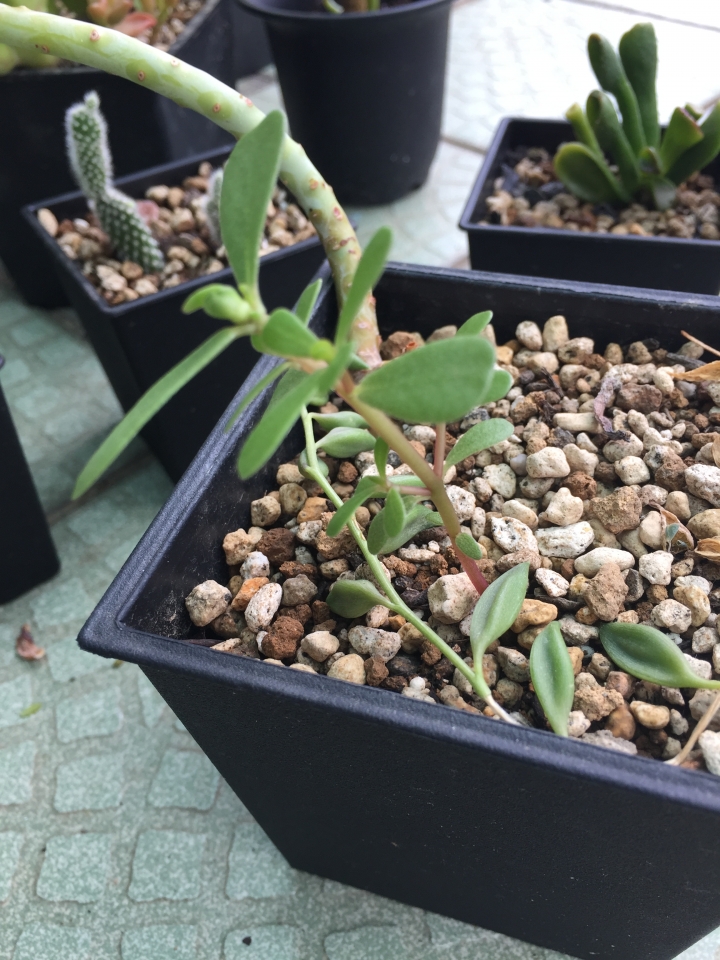 請教植物名
