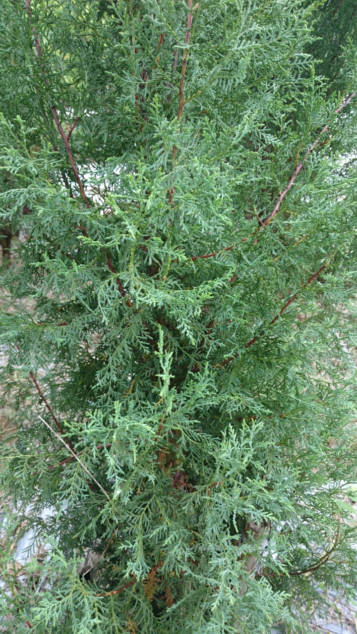 請問這是什麼樹種？