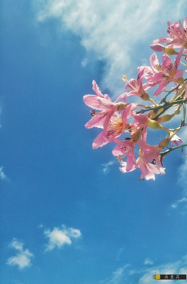 (第71批圖) LG G4 &G5&V10 日夜拍研究團 精選作品2016.9.9