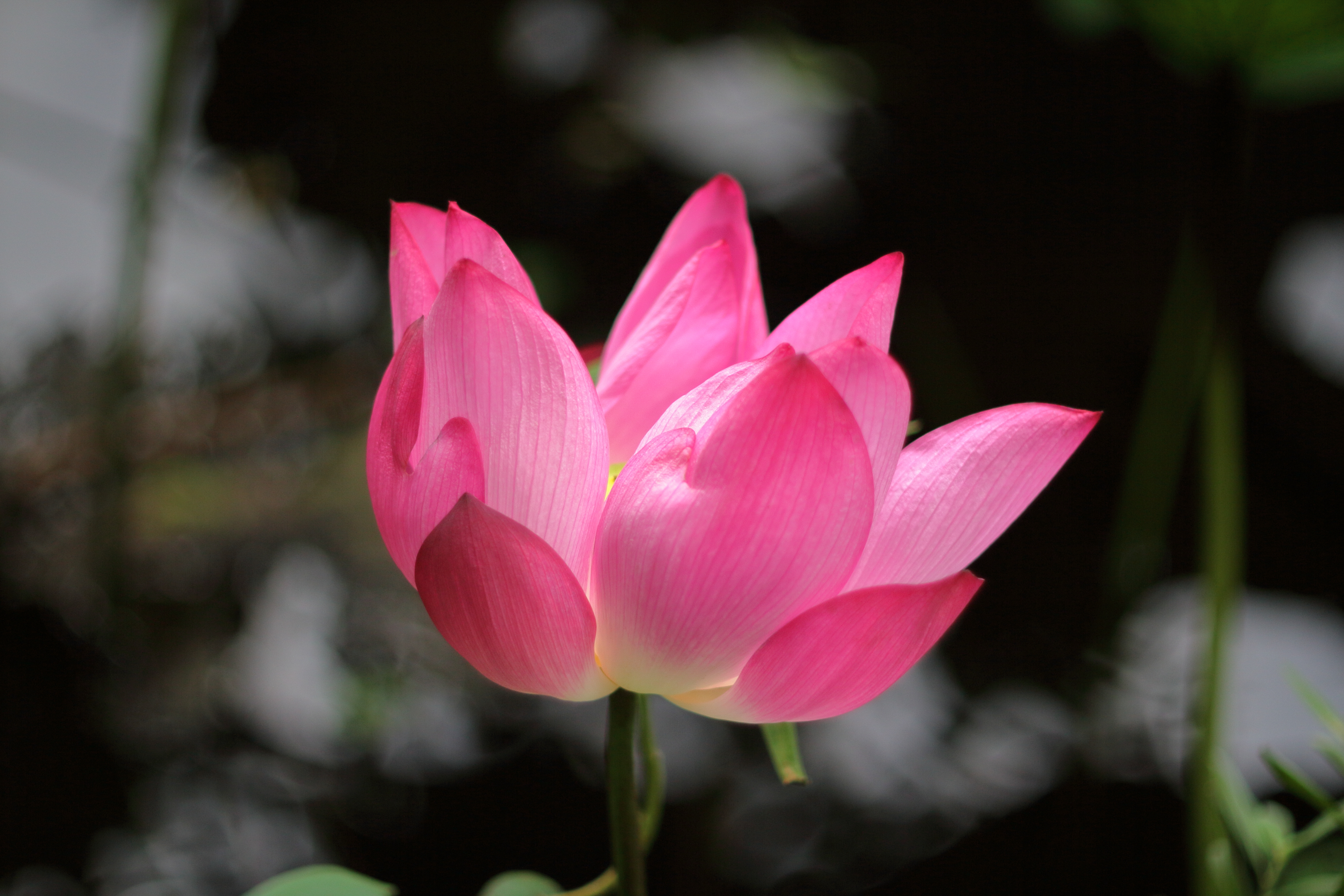 conon eos-m轉接200mm f3.5老鏡