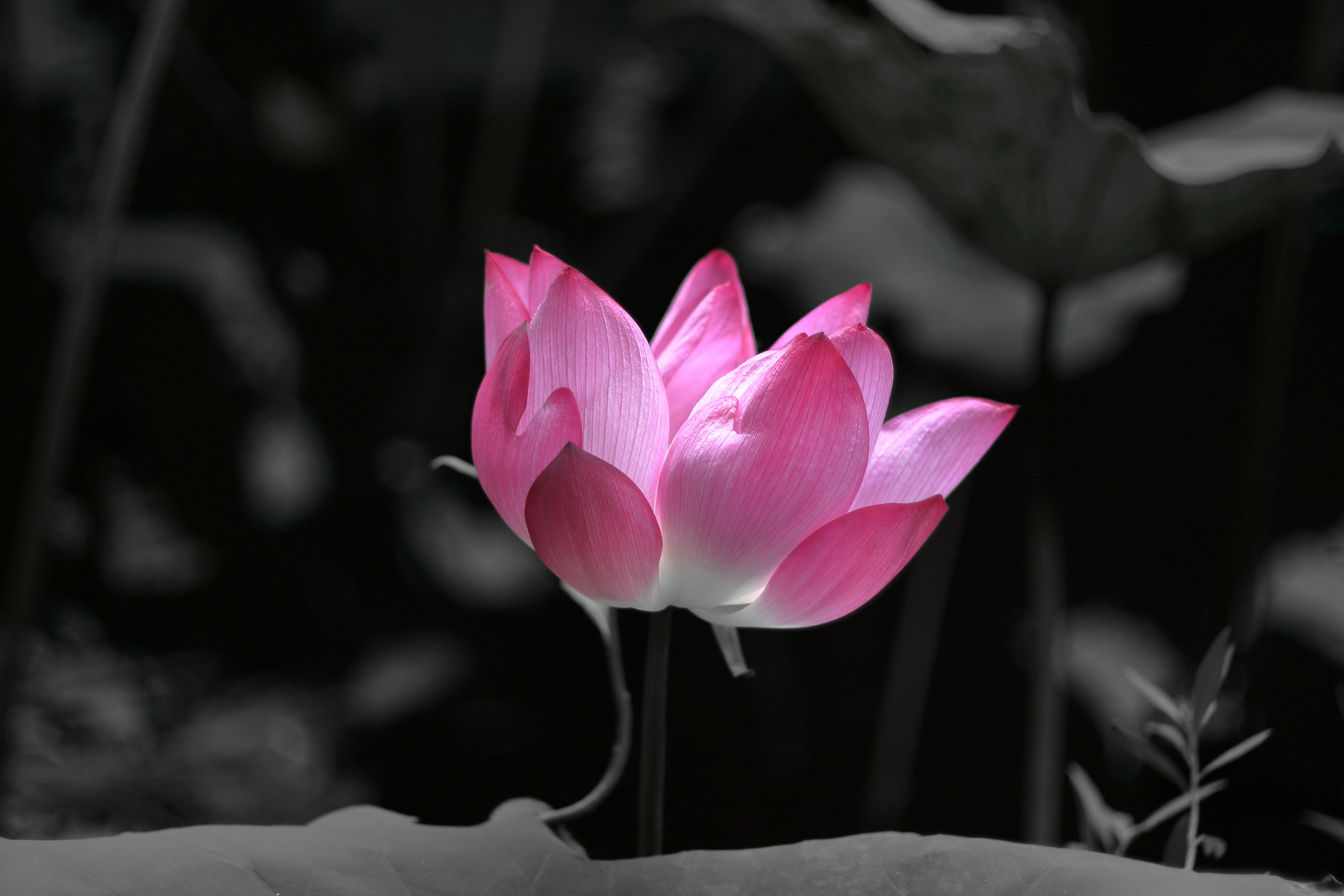 conon eos-m 接200mm f3.5老鏡