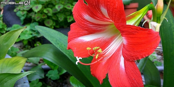紅米note3的照相體驗
