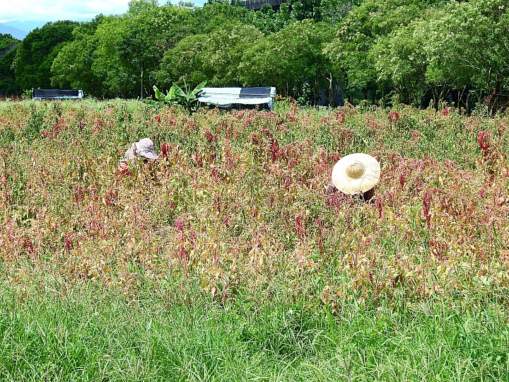山地門感受點點幸福小確幸：紅藜蔥油餅，也帶您旅遊整個山地門、霧台。
