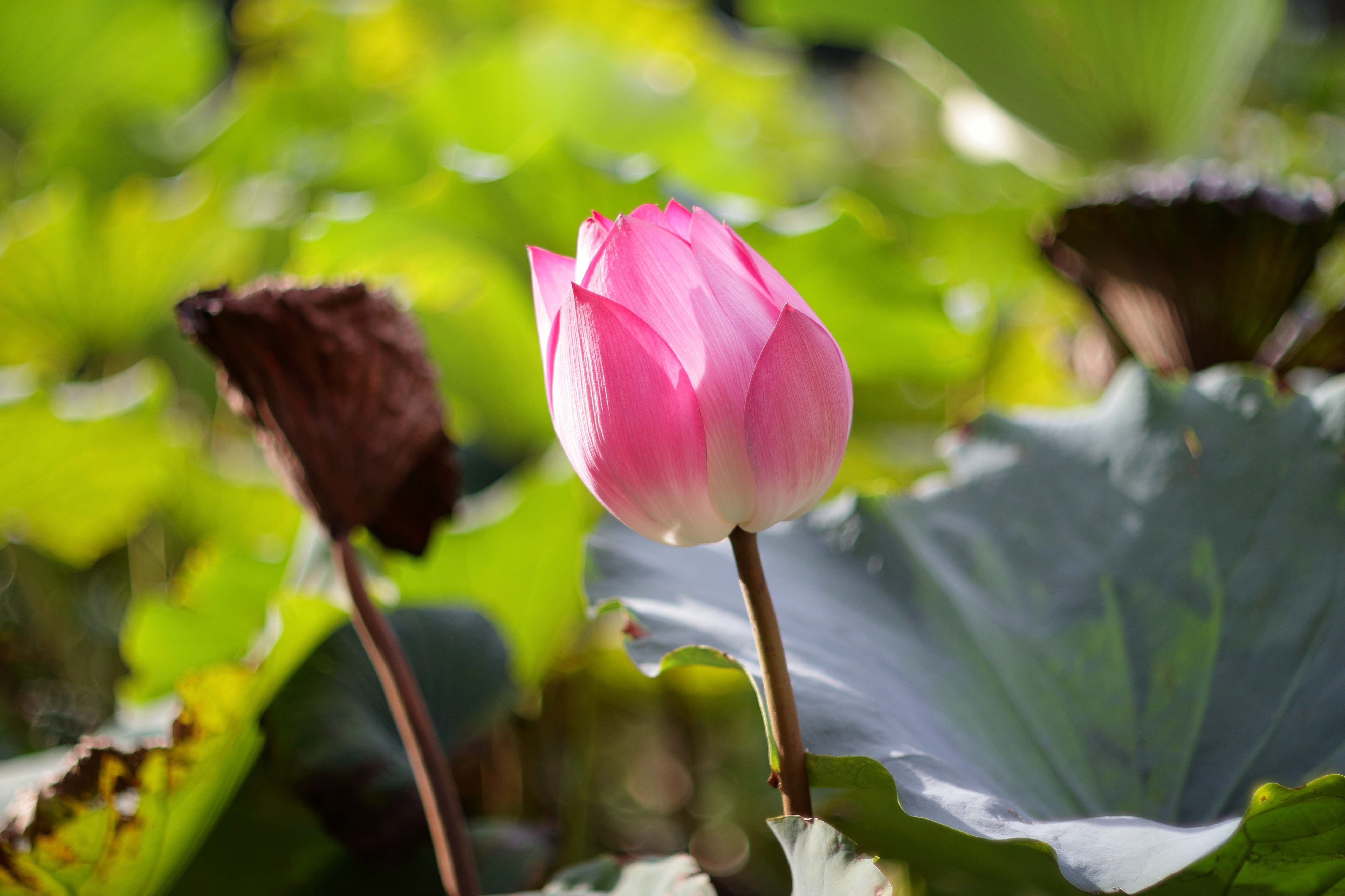conon eos-m轉接200mm f3.5老鏡