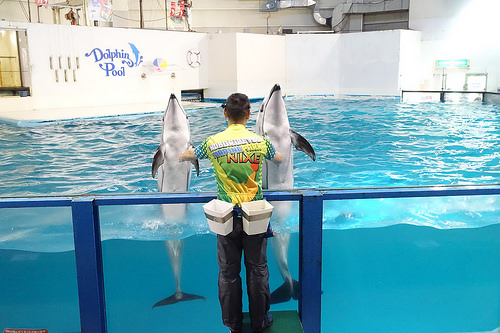 【2016北海道親子行】登別尼克斯海洋公園。企鵝遊行好可愛