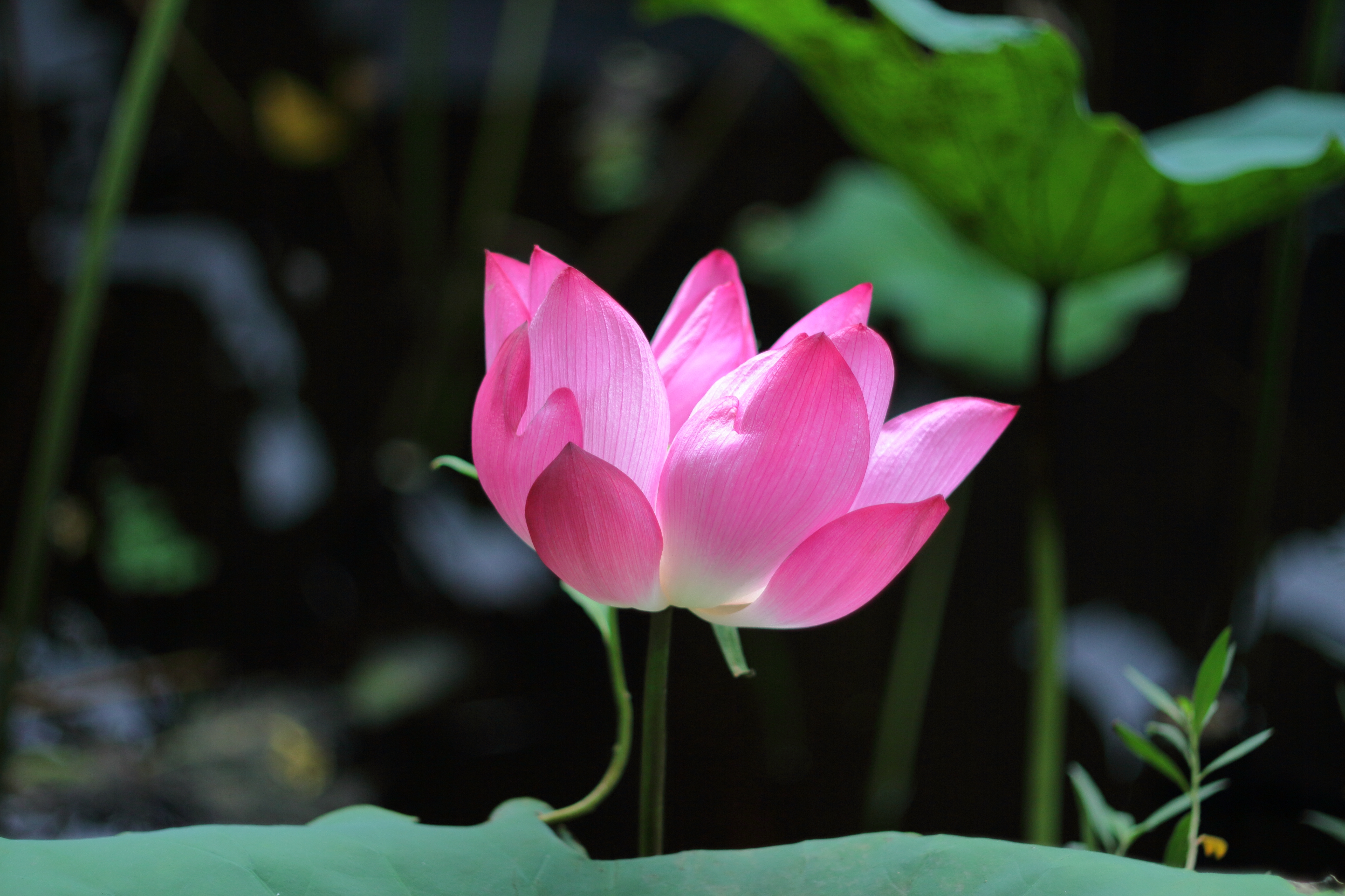 conon eos-m 接200mm f3.5老鏡