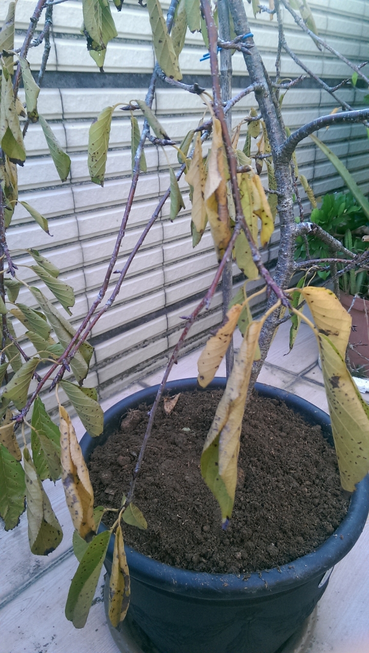 枝垂櫻生病了，是否還有得醫