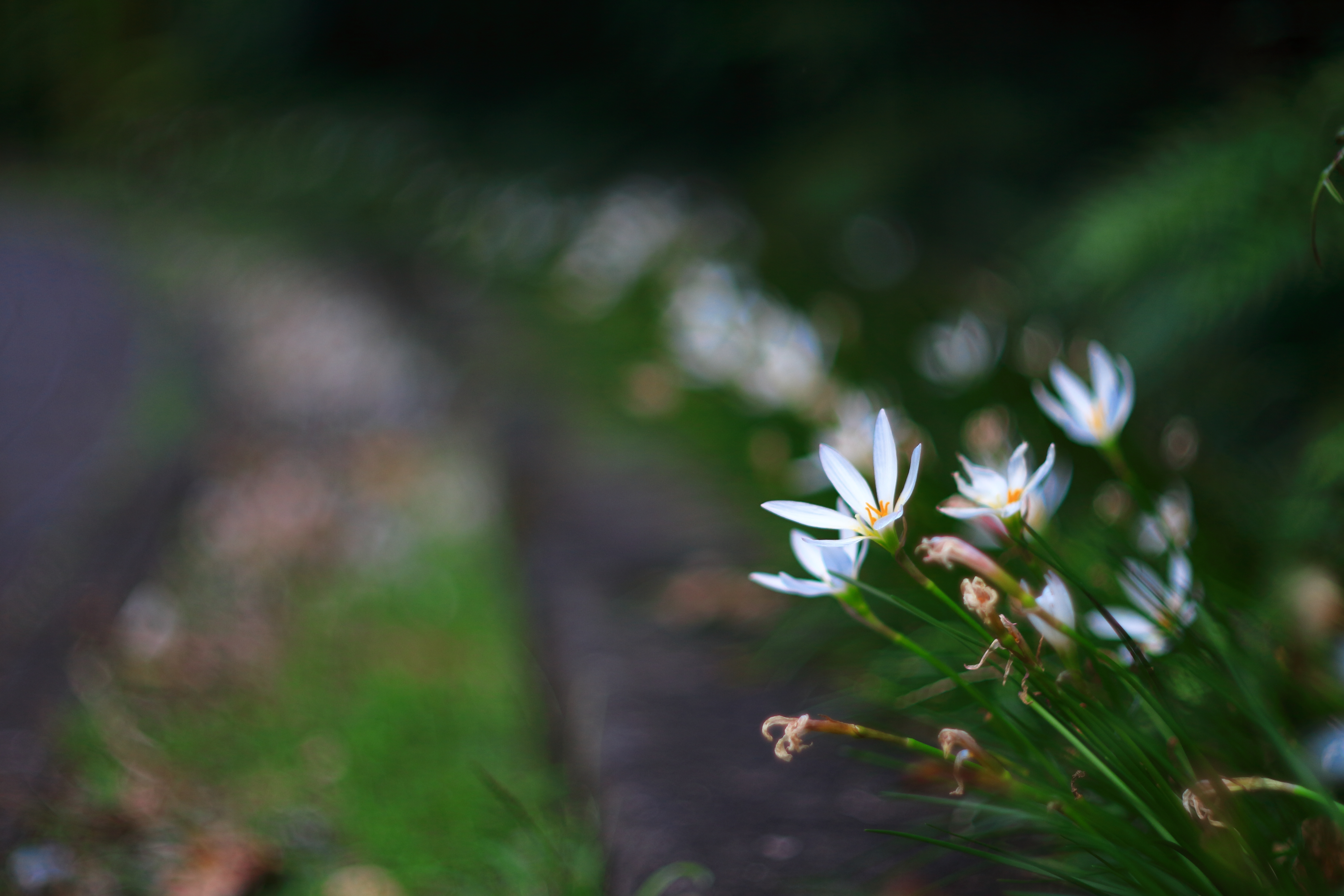 conon eos-m轉接200mm f3.5老鏡