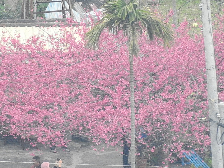 山地門感受點點幸福小確幸：紅藜蔥油餅，也帶您旅遊整個山地門、霧台。