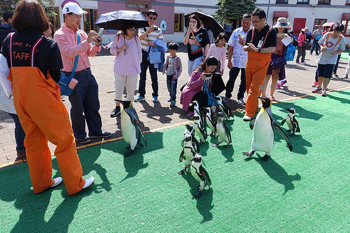 【2016北海道親子行】登別尼克斯海洋公園。企鵝遊行好可愛