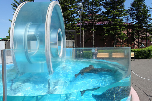 【2016北海道親子行】登別尼克斯海洋公園。企鵝遊行好可愛