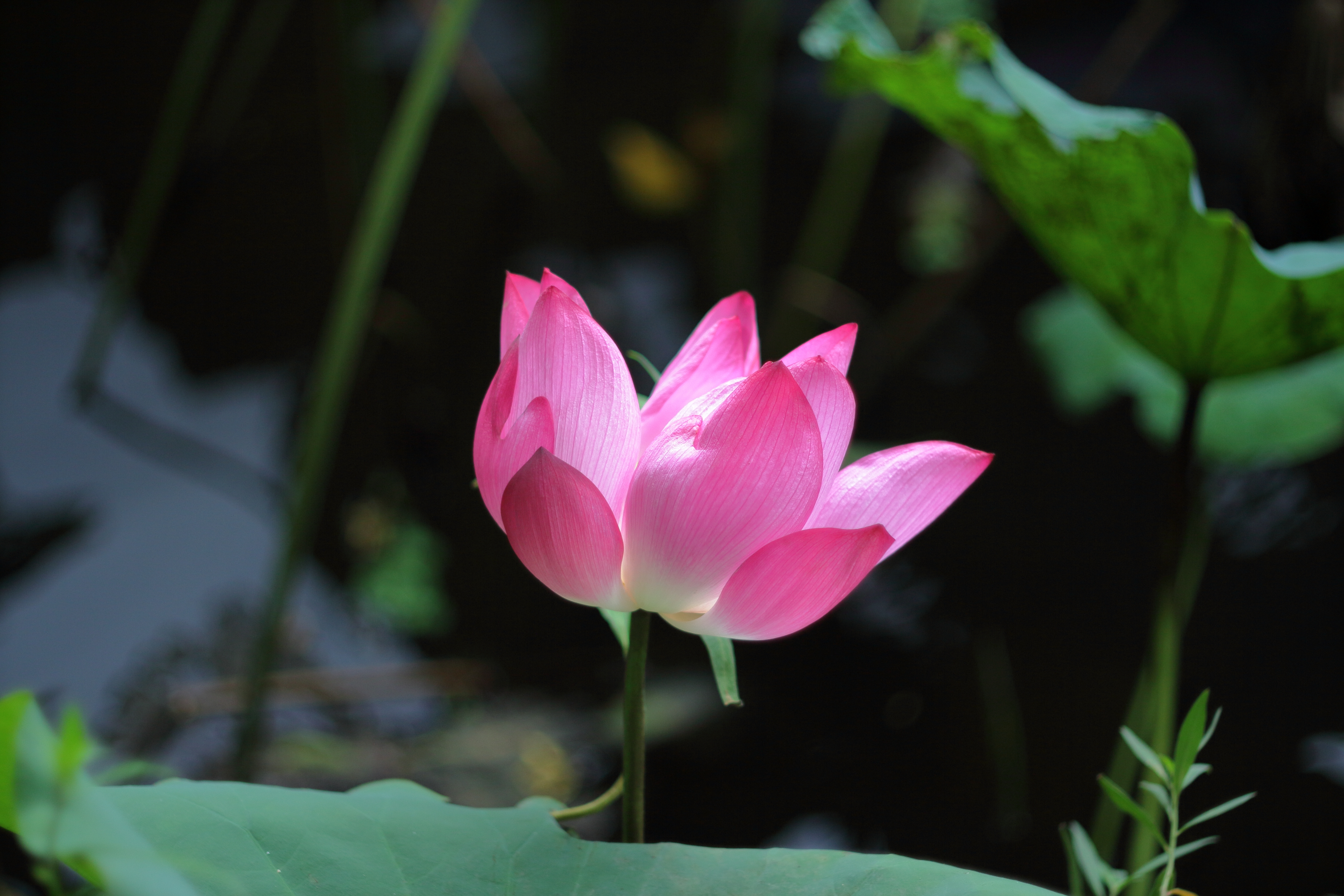 conon eos-m轉接200mm f3.5老鏡
