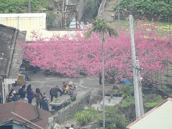 山地門感受點點幸福小確幸：紅藜蔥油餅，也帶您旅遊整個山地門、霧台。