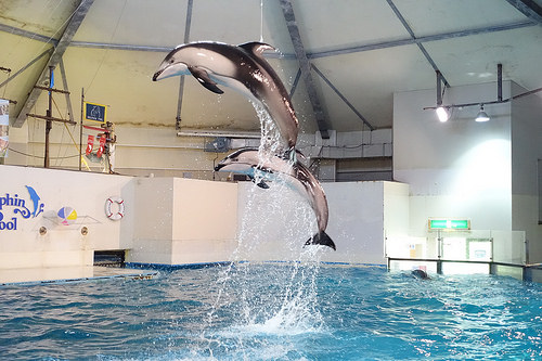 【2016北海道親子行】登別尼克斯海洋公園。企鵝遊行好可愛