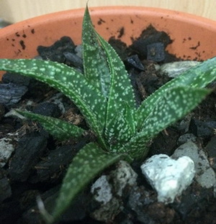 請問多肉名稱?